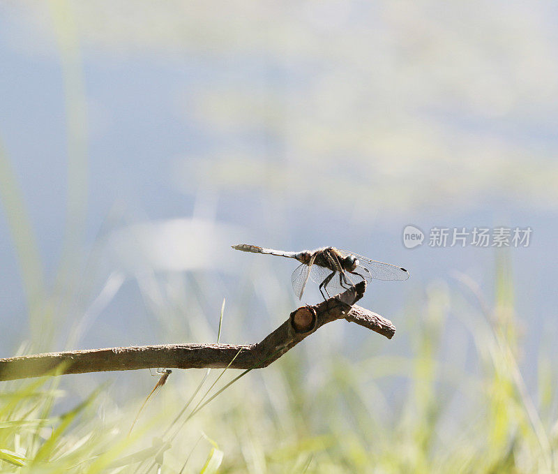 白尾Skimmer (Orthetrum albistylum)雄性